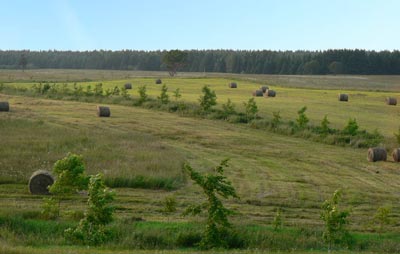 Agroforest-400