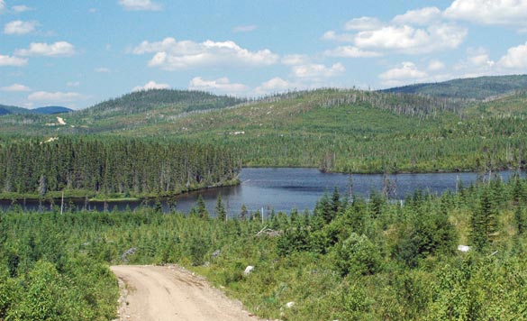 Esthétiquement discutable, mais ornithologiquement valable? Photo André Desrochers, Réserve faunique des Laurentides, 2005