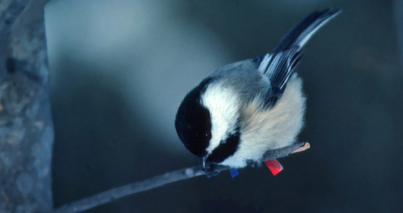Mésange portant des marqueurs pour identification individuelle. Photo A. Desrochers, Meanook, Alberta.