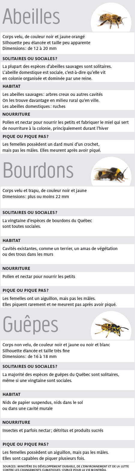 tableau_abeilles-450